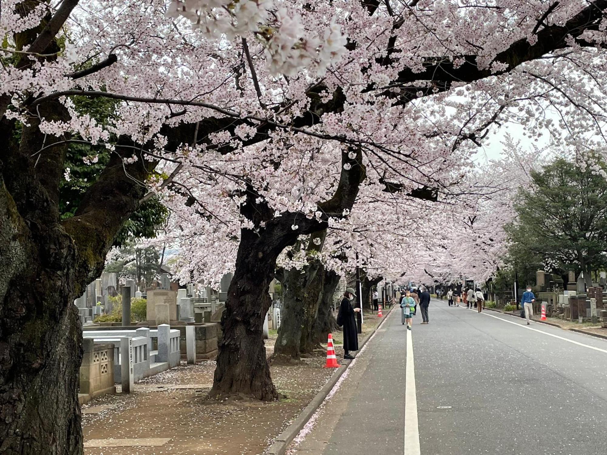 Sakura Nippori Hotell